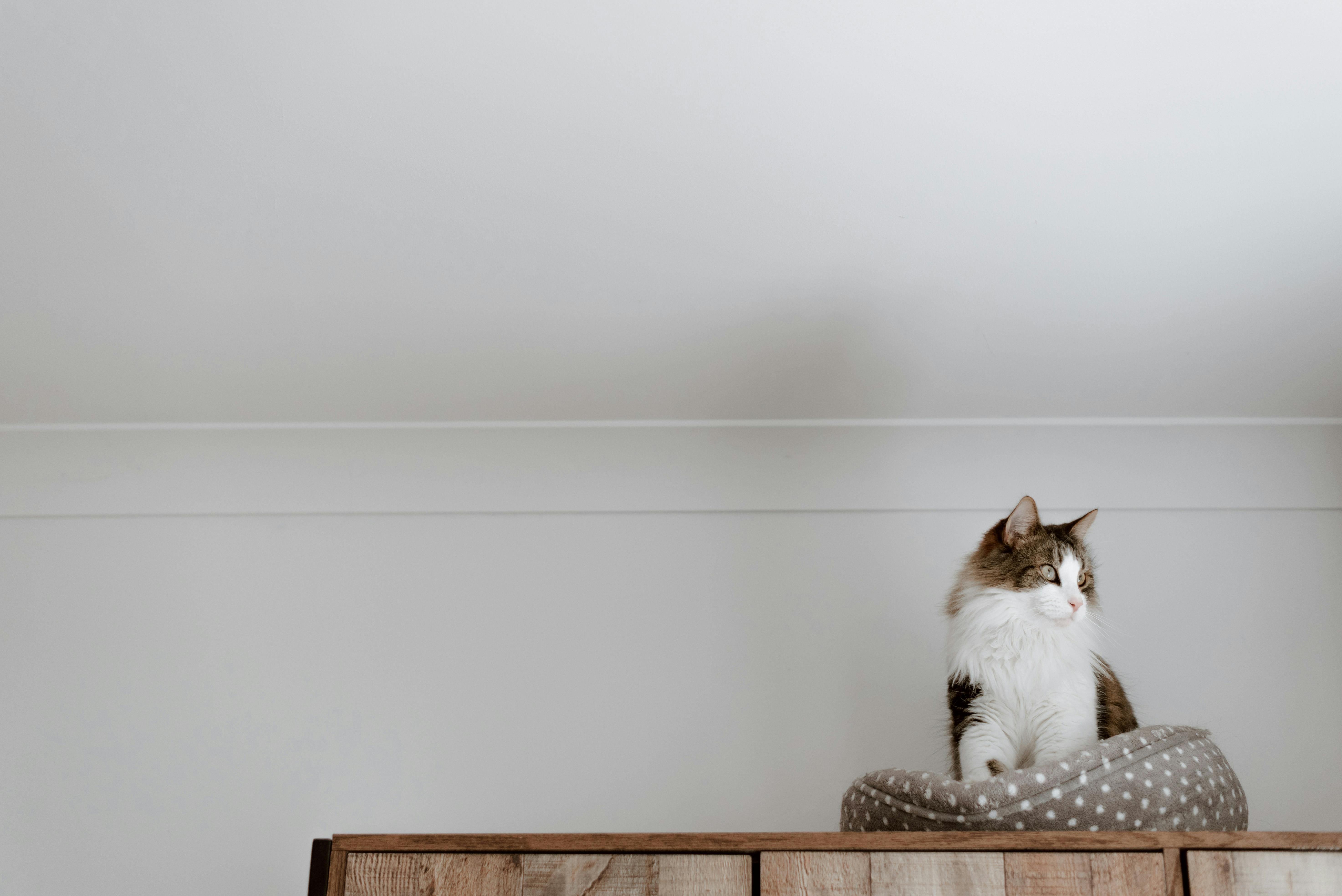 Happy cat with pet products
